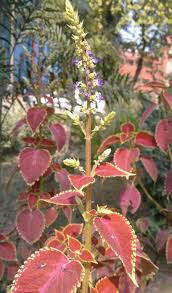 Image result for Coleus barbatus