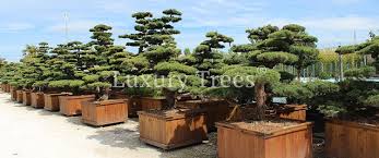Yelp is a fun and easy way to find, recommend and talk about what's great and not so great in hamburg and beyond. Exklusive Gartenbonsai Online Kaufen Luxurytrees Shop
