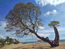 Pantai laguna berlokasi di desa ketapang, kecamatan kalianda kabupaten lampung selatan, provinsi lampung. Lokasi Dan Harga Tiket Masuk Pantai Alau Alau Kalianda Lampung Selatan