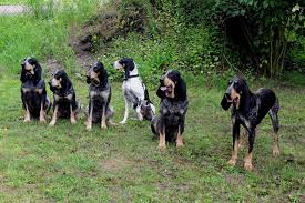 Image result for malý modrý gaskoňský honič