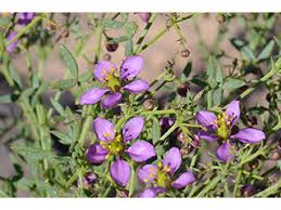 Image result for Fagonia