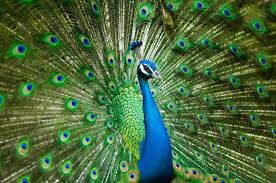 Mycoolfacts Com Is The Best Place To Get Information Of Different Stunningfacts Seo Blogger Website Ranking Best Plac Male Bird Indian Animals Peacock Bird