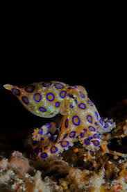 January Critter Season Beautiful Sea Creatures Octopus Venomous Animals