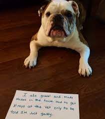 Ate Something I Shouldn T Animal Shaming Bulldog Pics Cute Dogs