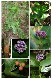 Image result for Memecylon