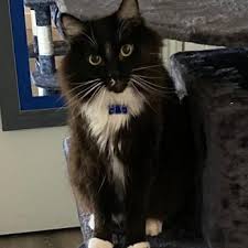 Recommend this store 242 of 262 reviews. Pawsitive Care Pet Sitting 39 Photos 10 Reviews Pet Sitting Santa Rosa Ca Phone Number