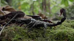 Tropical rainforests house living organisms more than any other biome in the world. Wildlife Animals Of Tropical Rainforest Stock Video Pond5