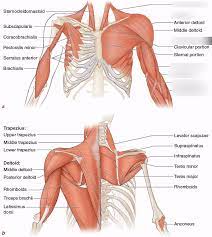 Muscles of the upper torso. Upper Body Muscles Diagram Quizlet