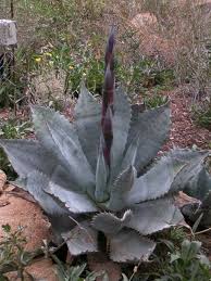 Image result for Kleinia garciana