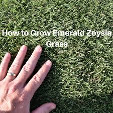 In this video, our ph.d. How To Grow Emerald Zoysia Grass Houston Pearland Missouri City Tx