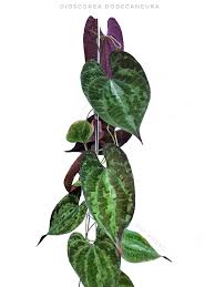 Image result for Dioscorea schimperiana