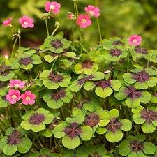 Image result for Oxalis procumbens