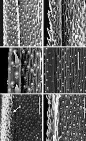 Image result for Leptochloa coerulescens