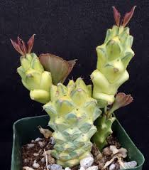 Image result for Monadenium crenatum