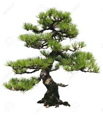 Image result for trees against white background