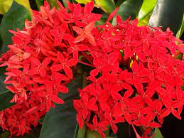 Rubiaceae jungle flame, needle flower origin: Super King Tropical Ixora Live Plant Flowering Shrub Large Clusters Of Brilliant Red Flowers Starter Size 4 Inch Pot Emerald Goddess Gardens Emerald Goddess Gardens