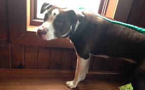 My Dog Has Started Panting At Night My House Is Air Conditioned It S Causing Me To Lose Sleep What S Going On Healthy Pawsibilities