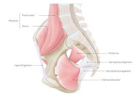 12 photos of the anatomy of the female trunk. Pelvis And Hip Joint Amboss