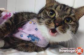 Die Katze Atmet Schwer Warum Und Was Tun