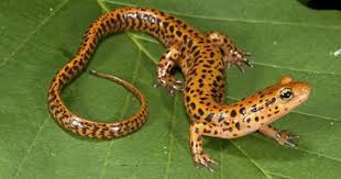 Long Tailed Salamander Salamander Animals Amphibians