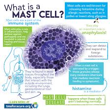 Image result for Mast Cell
