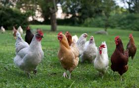 Learn how to raise chickens from your own backyard. Raising Hens For Eggs Backyard Chickens Learn How To Raise Chickens