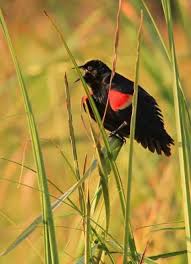 Image result for Sorghastrum fuscescens