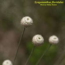 Image result for Syngonanthus