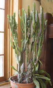 It also have a waist holder so it doesn't fold at that thin point. Not An Actual Cactus Candelabra Cactus Is Easy To Grow