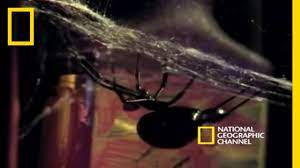 Male black widow spiders aren't looking for mates with great personalities or senses of humor. Deadly Mates Black Widow Spider National Geographic Youtube