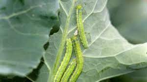 Make sure to get something labeled for caterpillars, as there is a different type of bt that's good make a solution of 9 parts water to 1 part rubbing alcohol and spray plant once a week until bugs are gone. Bacillus Thuringiensis Products Tips For Using Bt In The Garden