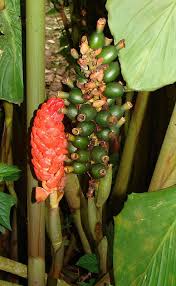 Image result for Renealmia