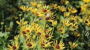 Image result for Renealmia susanneae-katziae