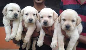 Dogs and cats are from different species of animals, appealing to different types of people. Top 100 Pet Shops For Labrador Dog In Bangalore Best Labrador Dog Dealers Justdial