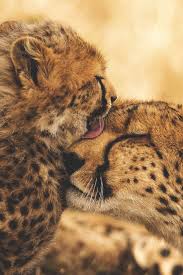 Desvre Animals Baby Cheetahs Animals Beautiful