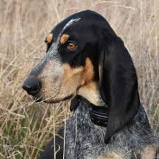 Image result for lucernský honič