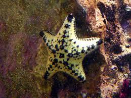 Chocolate Chip Sea Star
