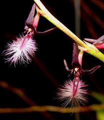 Image result for Bulbophyllum saltatorium