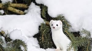 Check spelling or type a new query. Hd Hintergrundbilder Tier Schnee Zweig Hermelin Winter Desktop Hintergrund