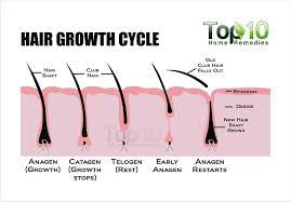 Here are the benefits of using castor oil the theory is that cutting off the dead ends will prevent breakage but all hair is dead and short hair. Home Remedies For Hair Growth Top 10 Home Remedies