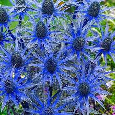Eryngium Big Blue K Van Bourgondien Beautiful Flowers Garden Sea Holly Flowers Perennials