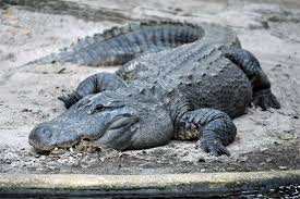 alligator vs crocodile differences explained with videos