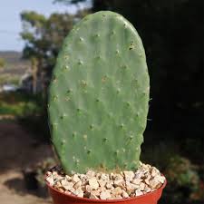 Image result for Cactaceae