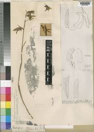 Image result for Orthochilus adenoglossus