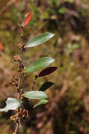 Image result for Rawsonia lucida