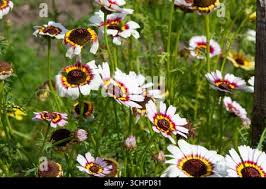 Image result for Glebionis carinata `German Flag`