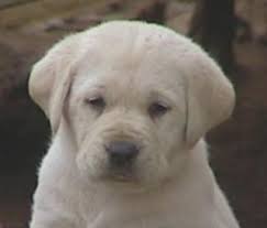 Find the perfect puppy for sale in california at next day pets. Chocolate Black Labrador Puppies For Sale In California Ruff Labradors
