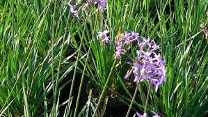 Fast origin variegated society garlic is a beautiful clump forming herbaceous pond plant. Society Garlic Can Take A Bit Of Abuse A Good Choice For Landscaping