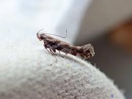 Image result for Ericinella