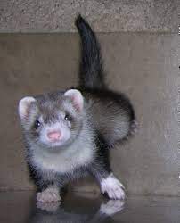 Chinchilla pet for sale in india. India Ferrets And Chinchillas For Sale Baby Ferrets Pet Ferret Ferret